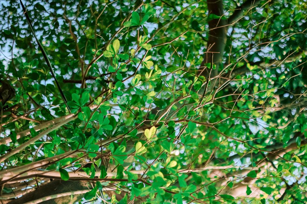 Dense green tree canopy with thin branches and sunlight filtering through leaves