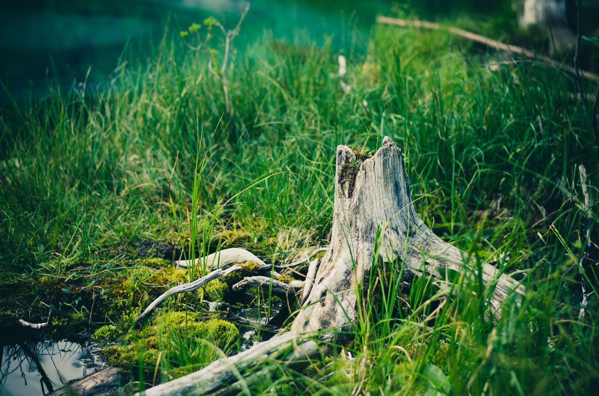 Tree stump in green grass with moss and small plants in a sunlit forest clearing