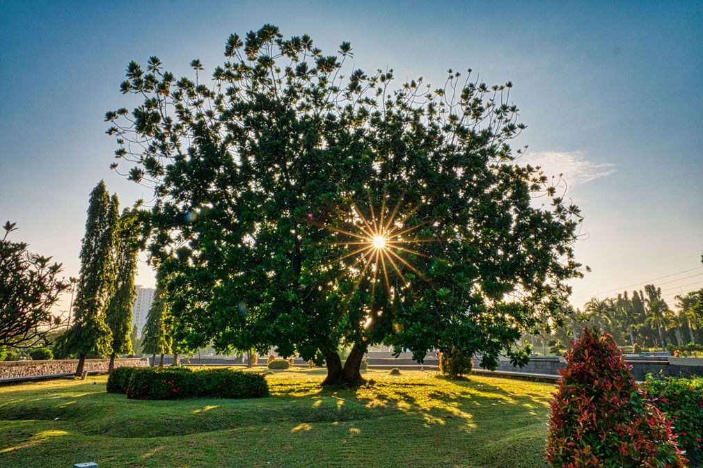 Sunlight shining through a large tree in a grassy park at sunset