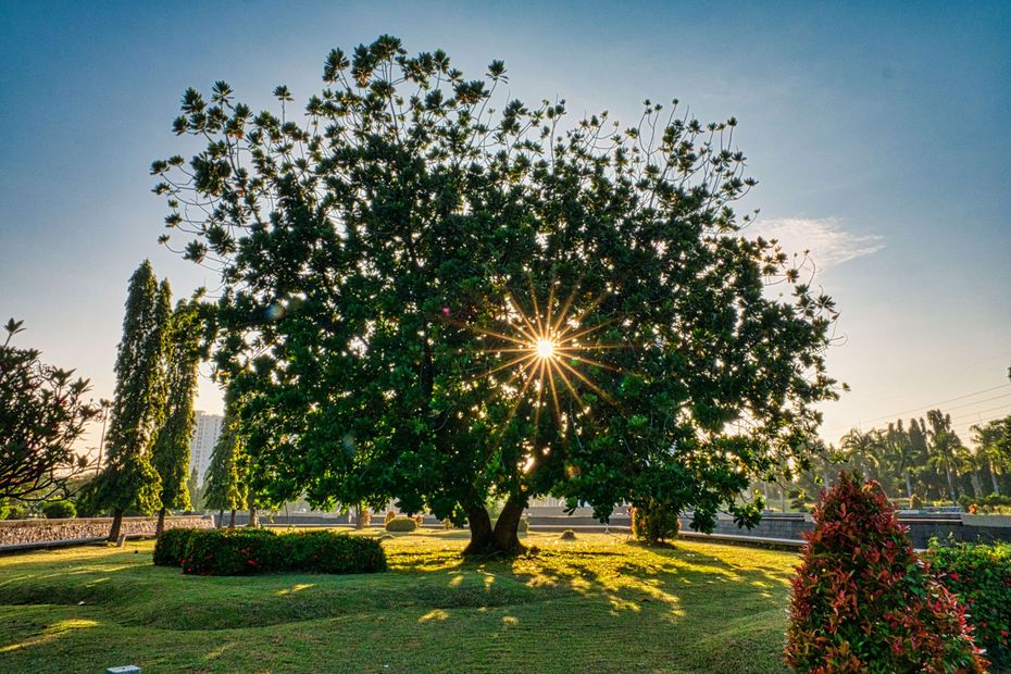 Sunlight shining through a large tree in a grassy park at sunset