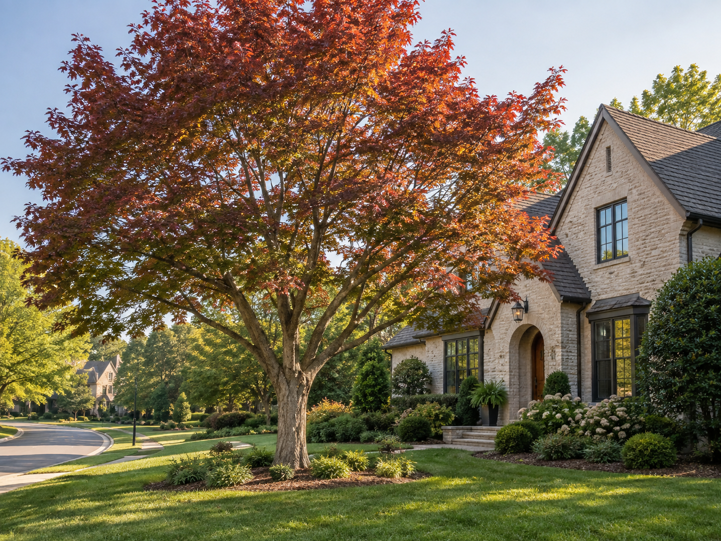 Suburban brick house with a large red-leaf tree and landscaped front yard in sunlight