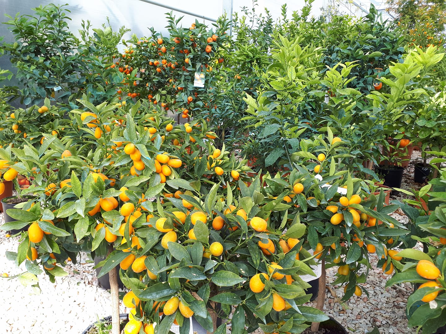 alberi da frutto
