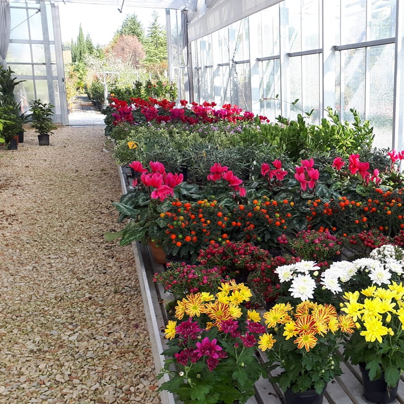 Interno della serra pieno di piante in vaso, con fiori rossi, gialli e bianchi.