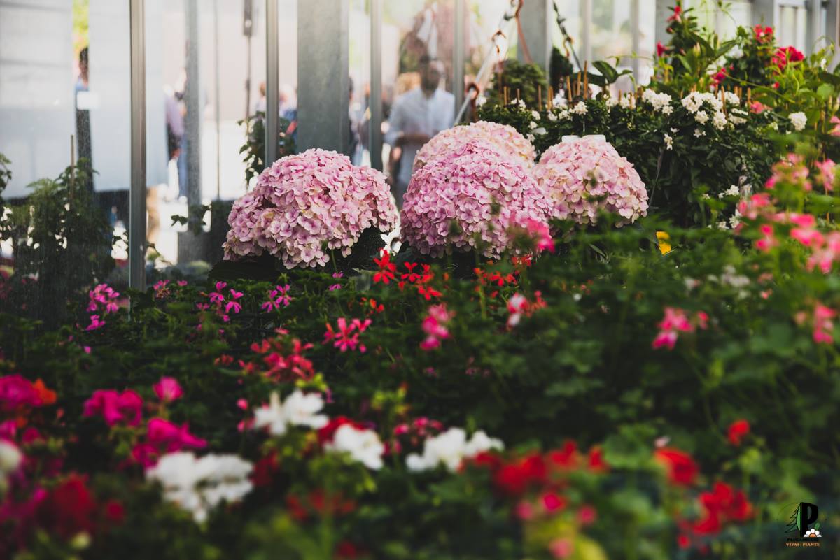 Fiori rosa e rossi in serra