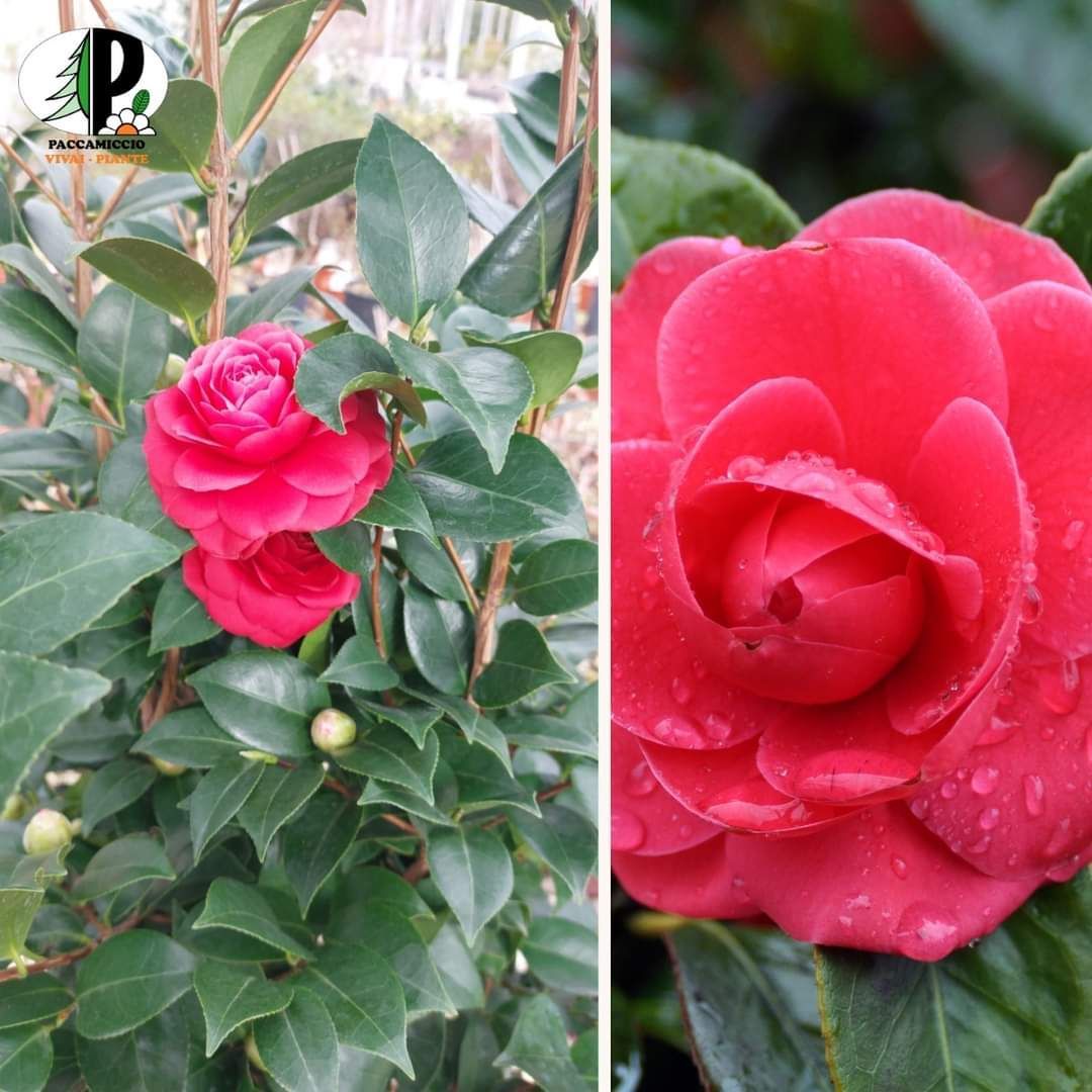 camelia
