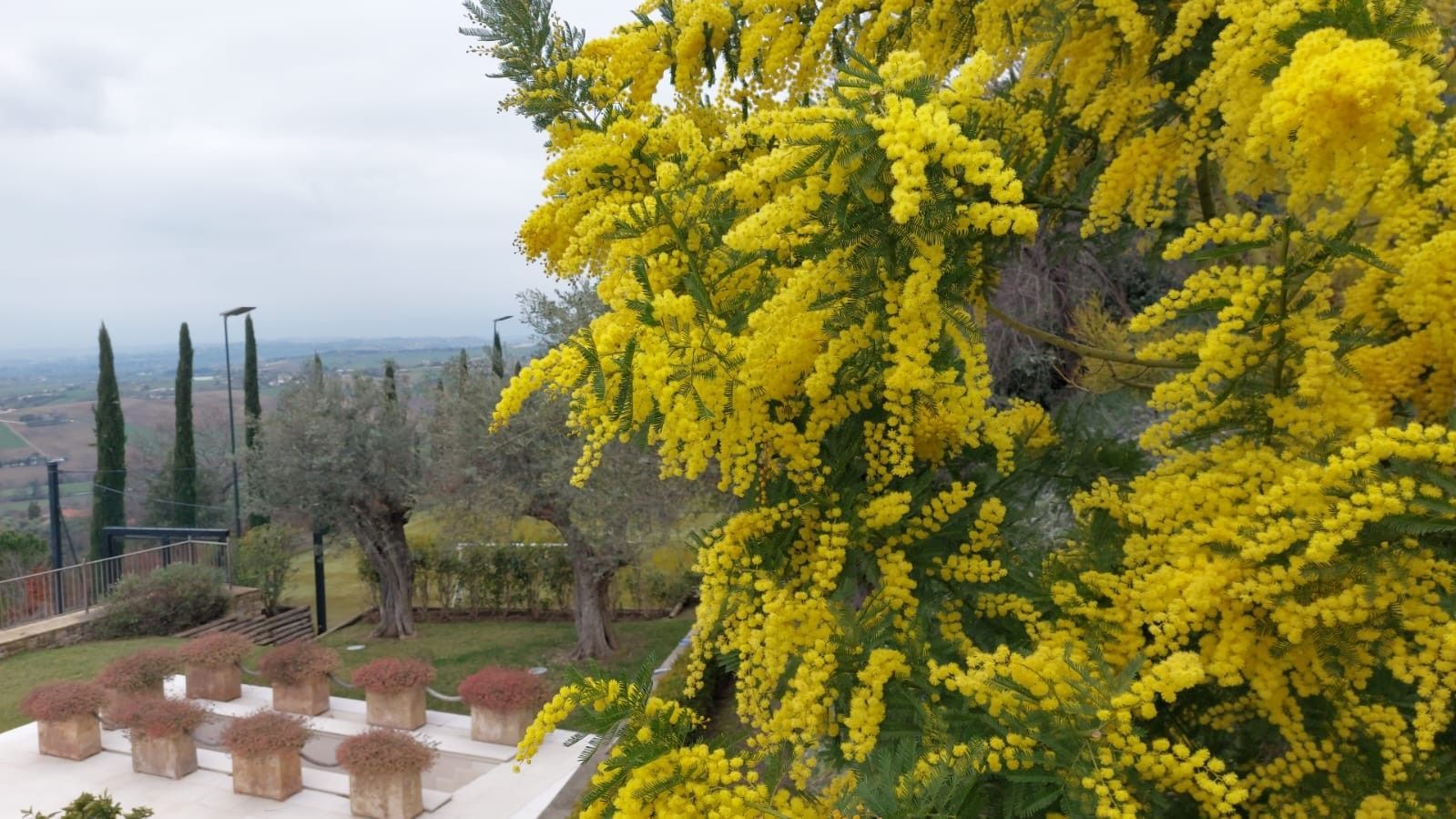 mimosa