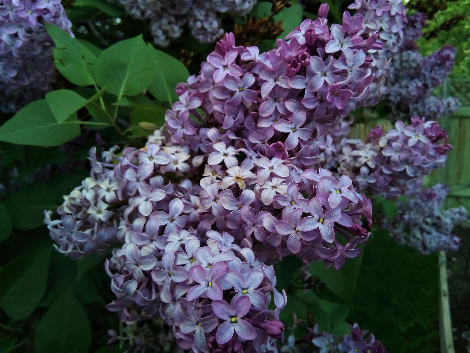 lillà fiori