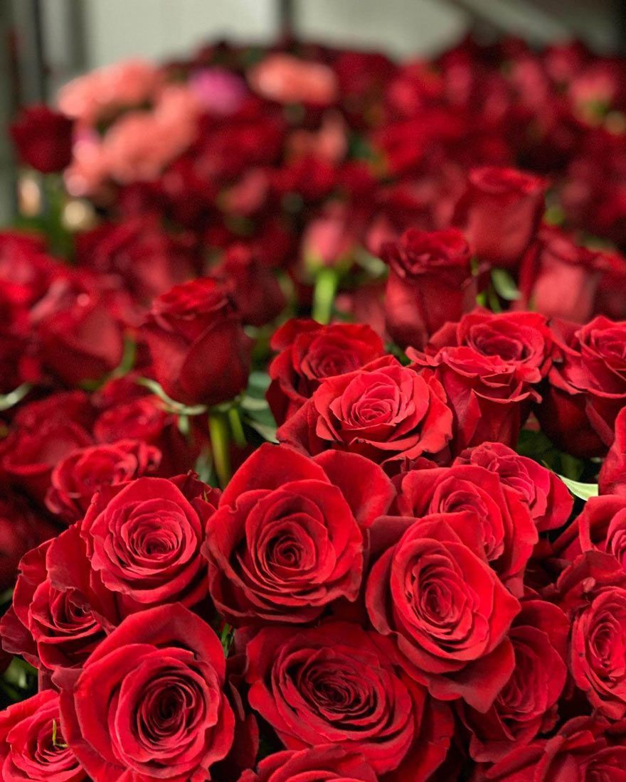 A Bunch of Red Roses Sitting on Top of Each Other — Suncoast Flowers in Birtinya, QLD