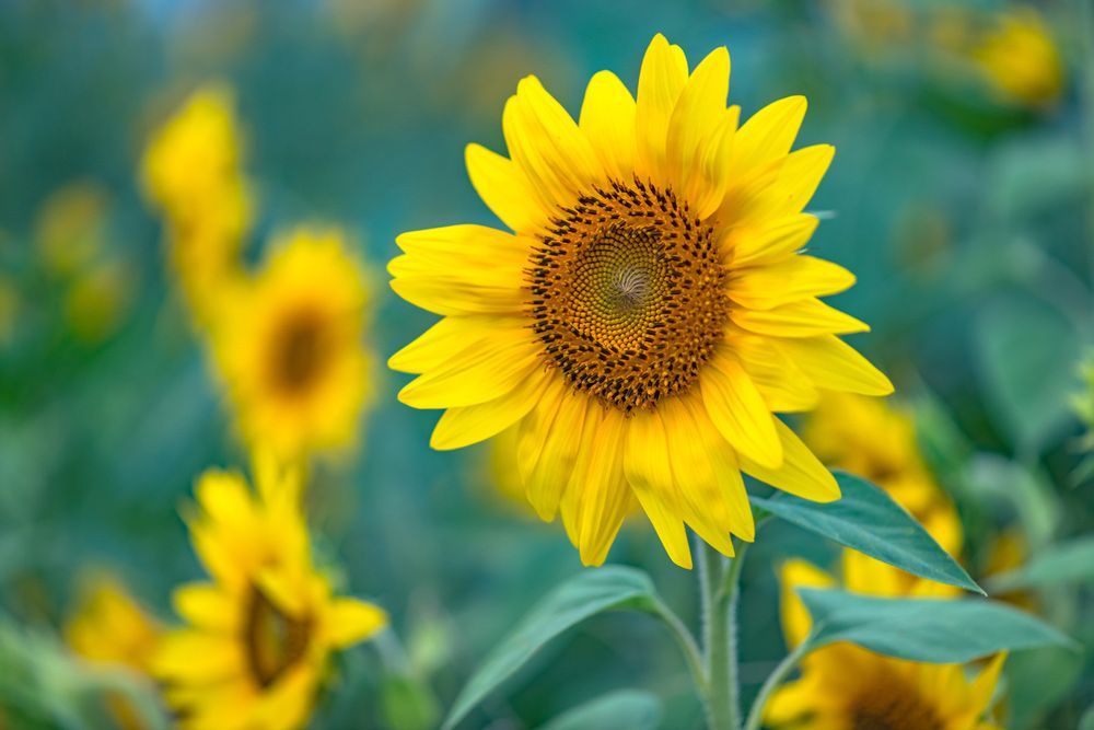 A Sunflowers Plant