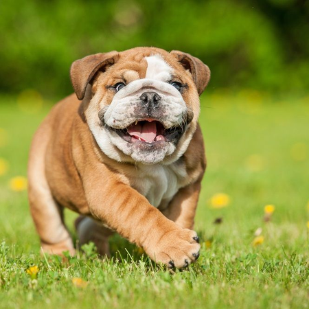 A brown and white bulldog puppy with a happy, open-mouthed expression running across a grassy field.