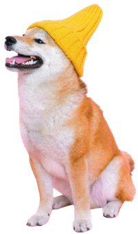 A Shiba Inu dog sits against a white background, wearing a bright yellow knit beanie tilted on its head.