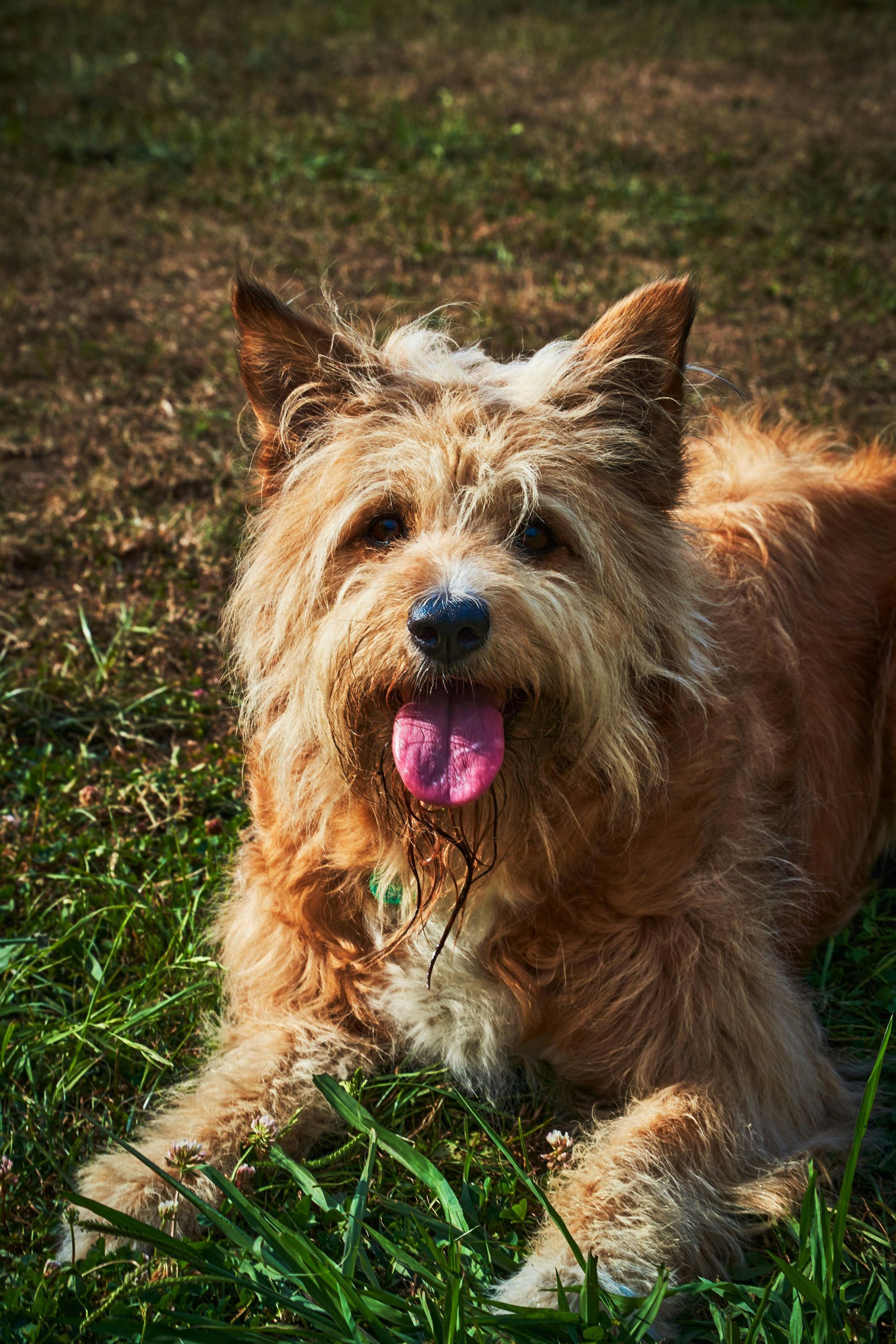 A golden-brown, scruffy-haired terrier mix lies in green grass with its mouth open and tongue out, looking at the camera.