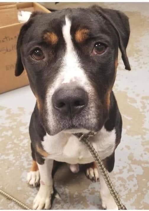 Shell Pa Dogs Adoptable Dogs | Pennsylvania