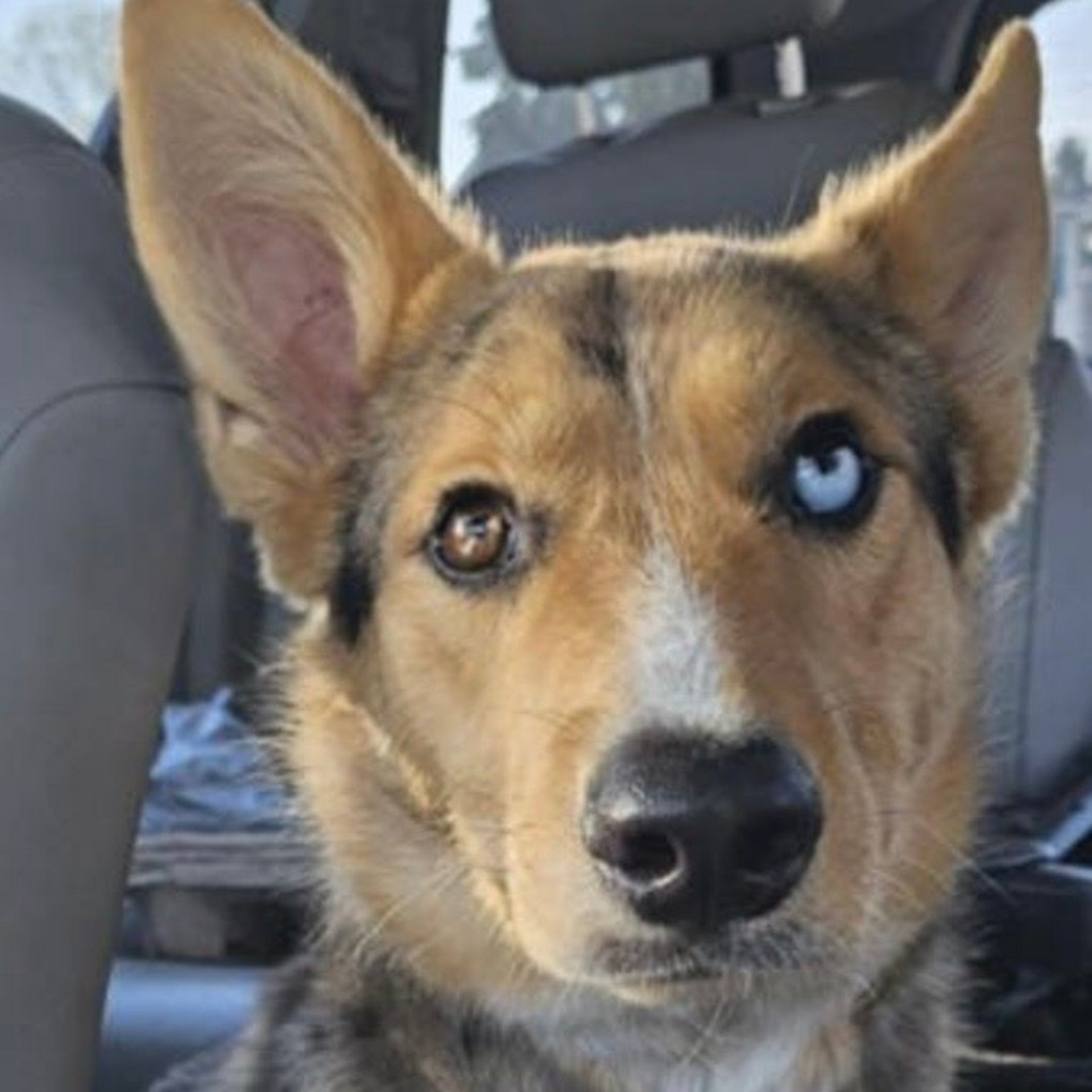 Shell Pa Dogs Dog Rescue & Rehabilitation | Central PA Animal Alliance | PA