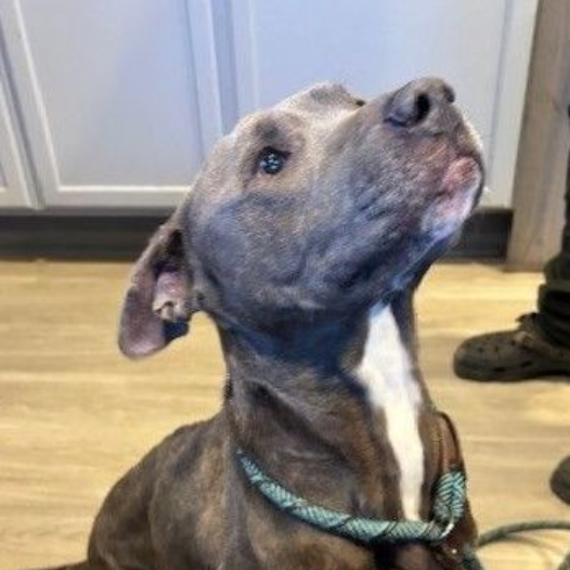 Shell Pa Dogs Dog Rescue & Rehabilitation | Central PA Animal Alliance | PA