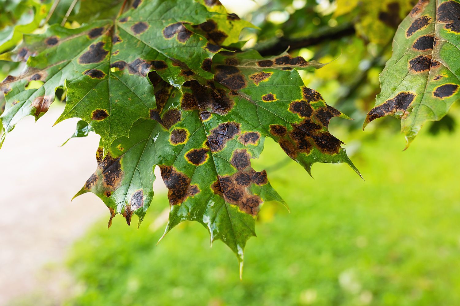 Common Diseases on Long Island Common Diseases on Long Island