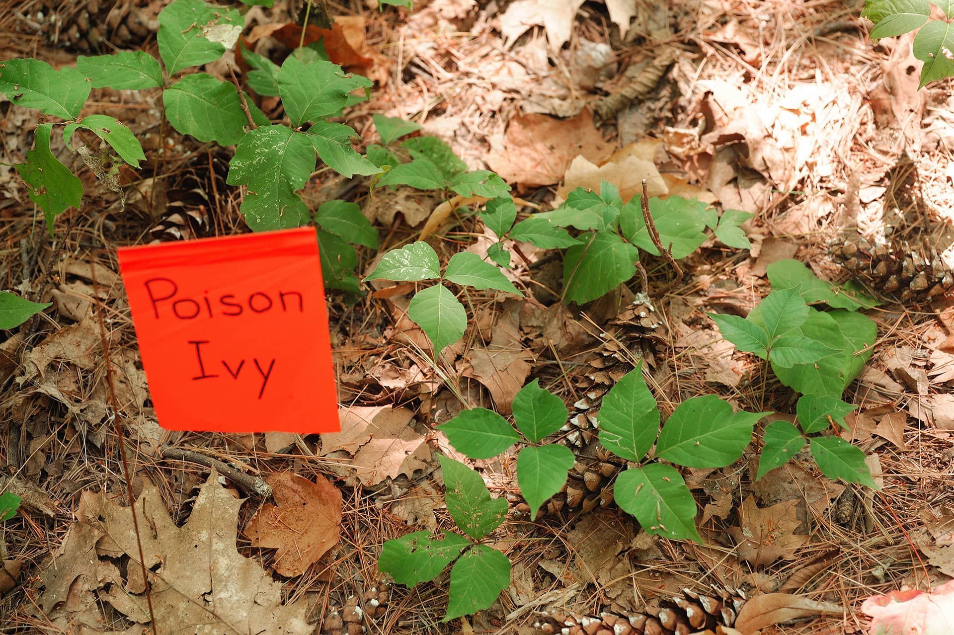 Where Poison Ivy Grows Where Poison Ivy Grows