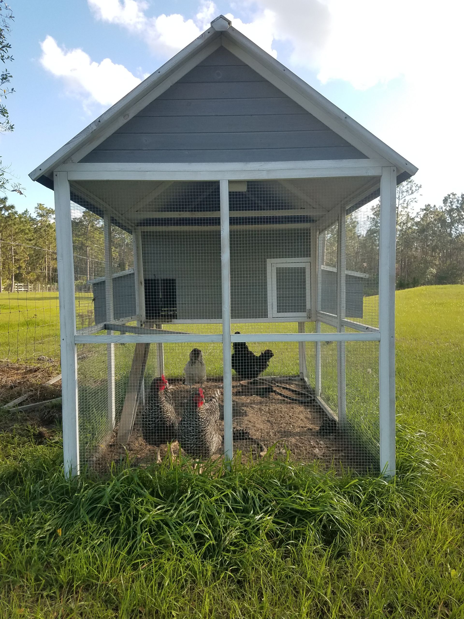 Wire chicken coop with several chickens inside — Western Pacific Operations in Kremnos, NSW
