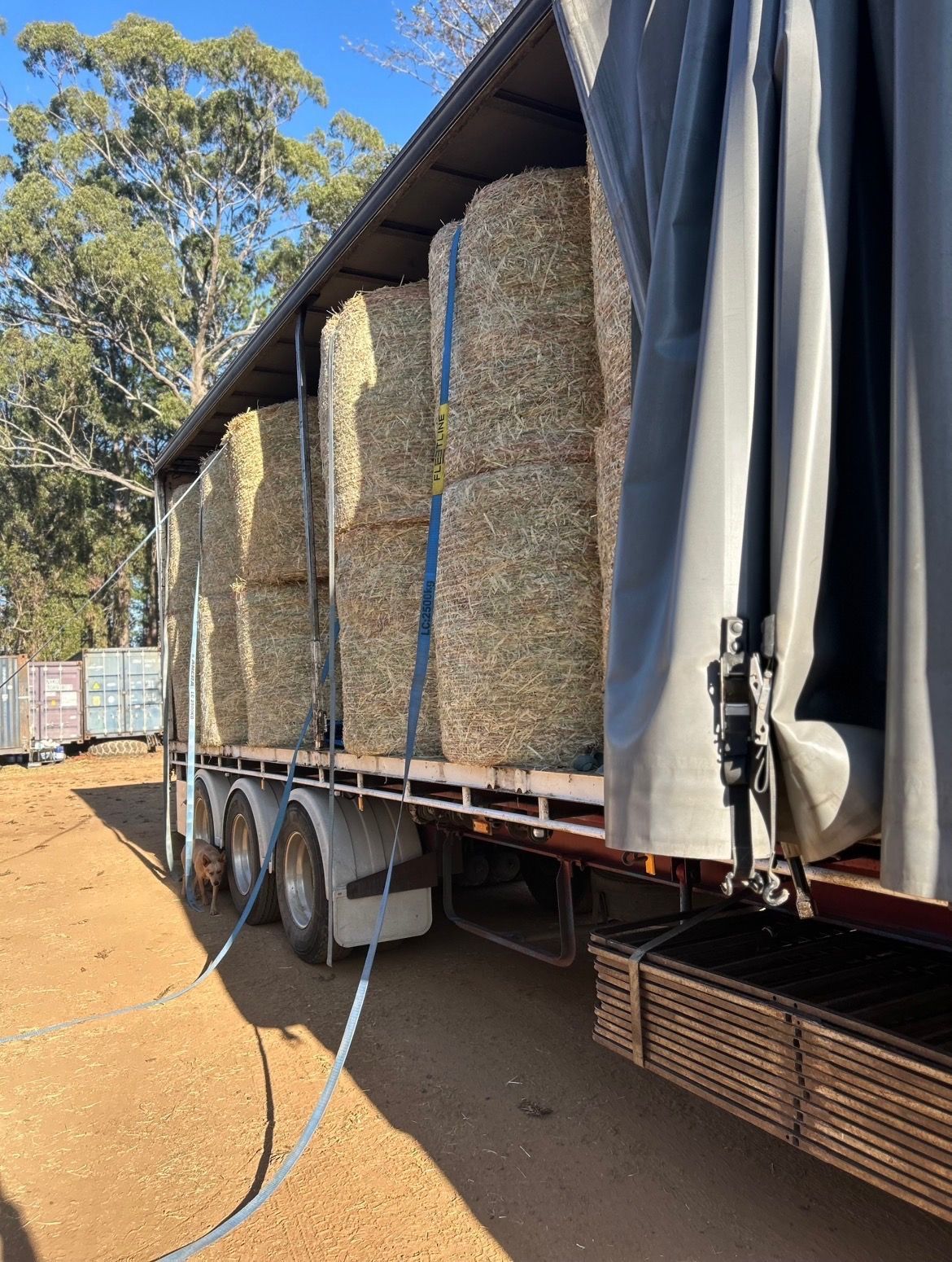 Loaded Trailer Stacked With Hay Bales Under a Blue Tarp in a Sunny Dirt Lot — Western Pacific Operations in Kremnos, NSW