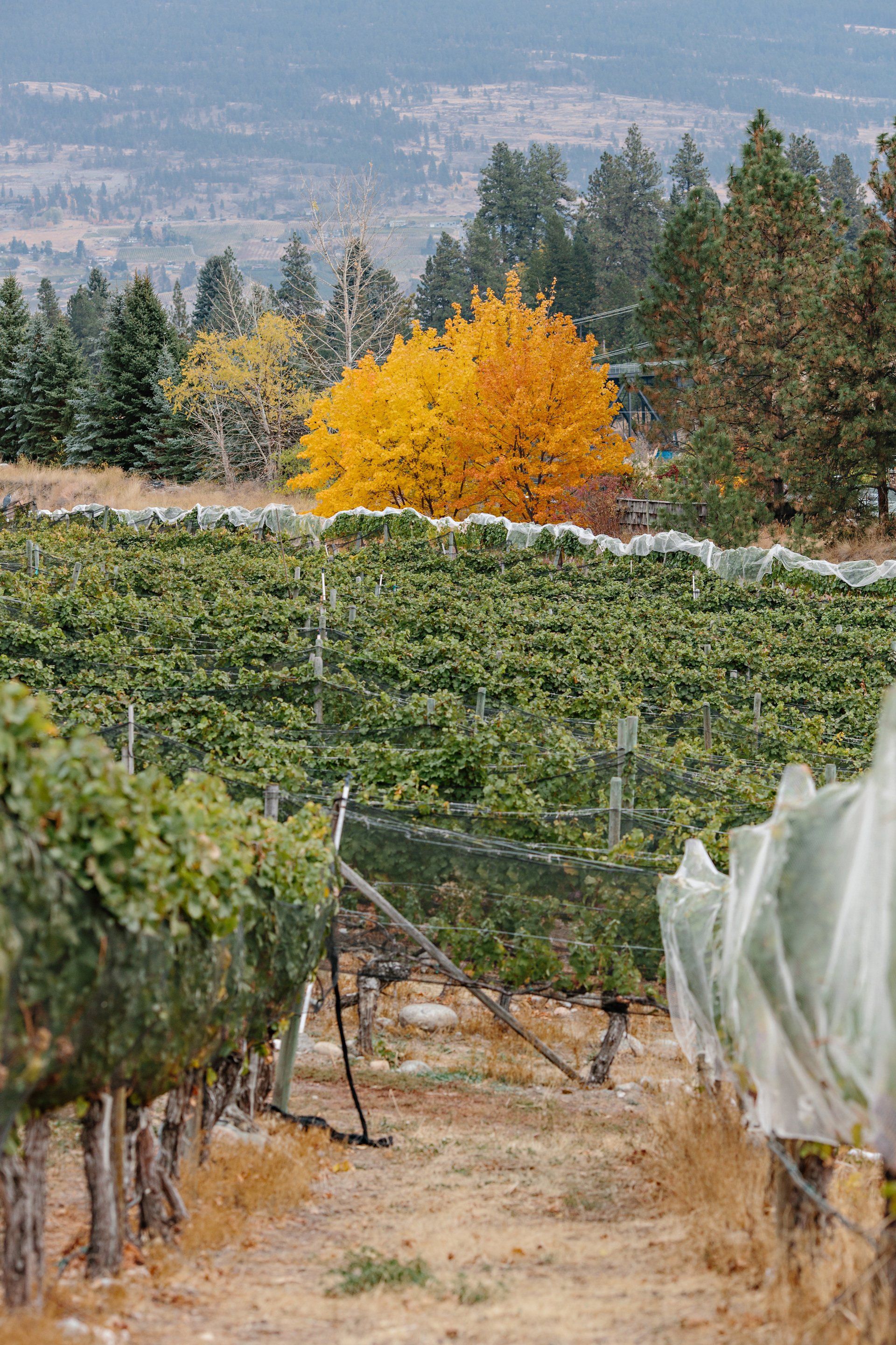 A vineyard with a yellow tree in the background.