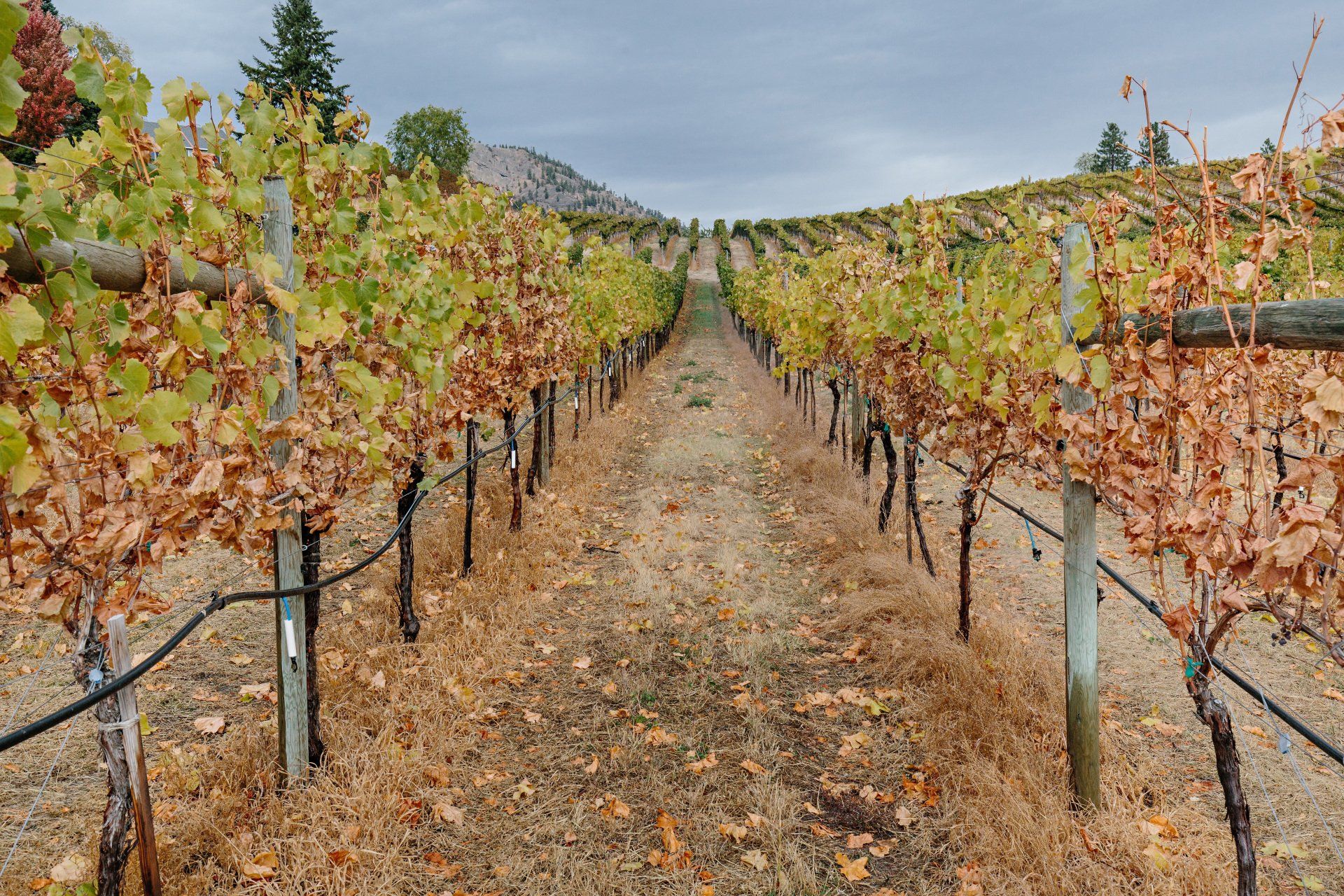 Wine Tasting
