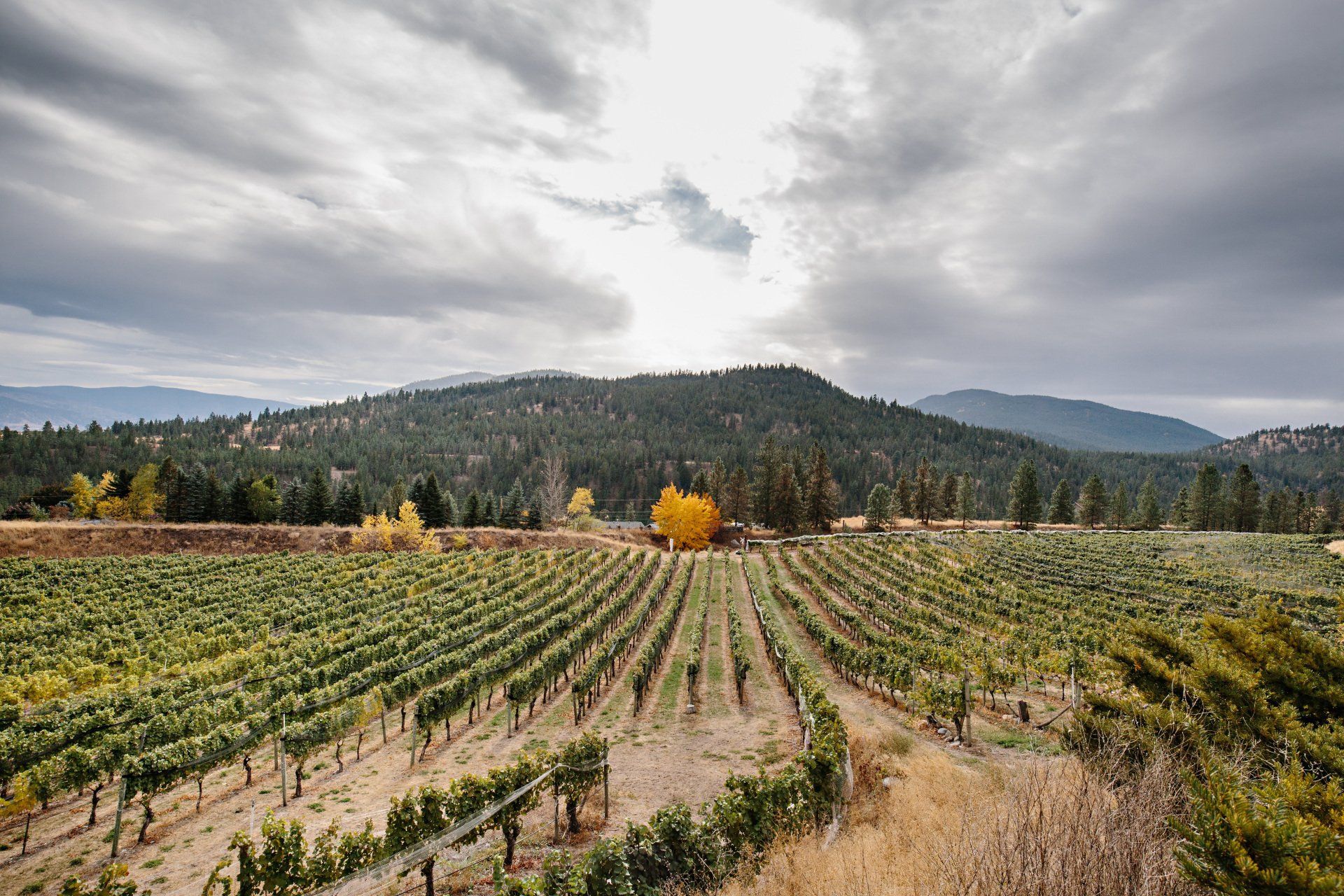 A vineyard with mountains in the background on a cloudy day.