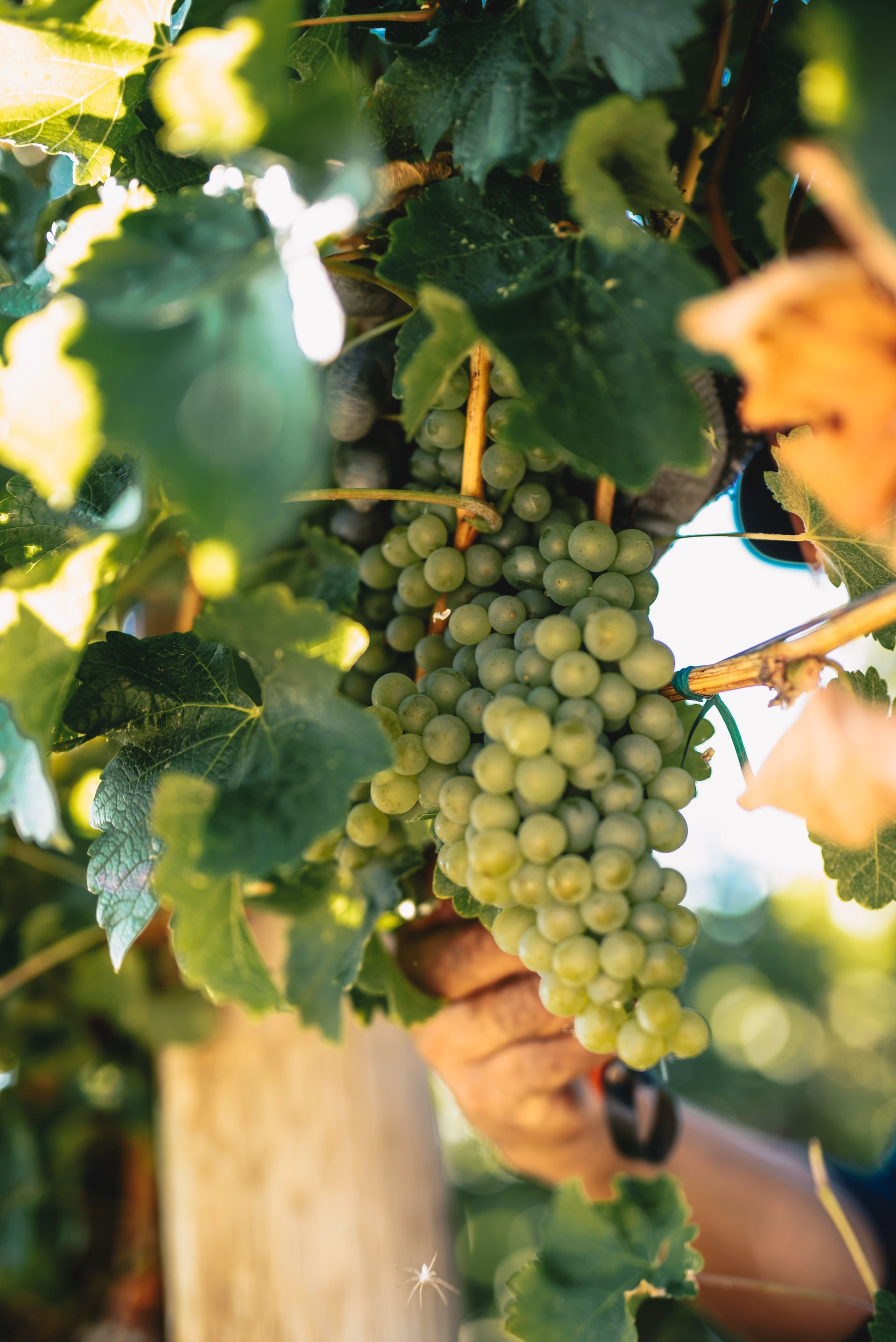 A person is picking grapes from a vine.