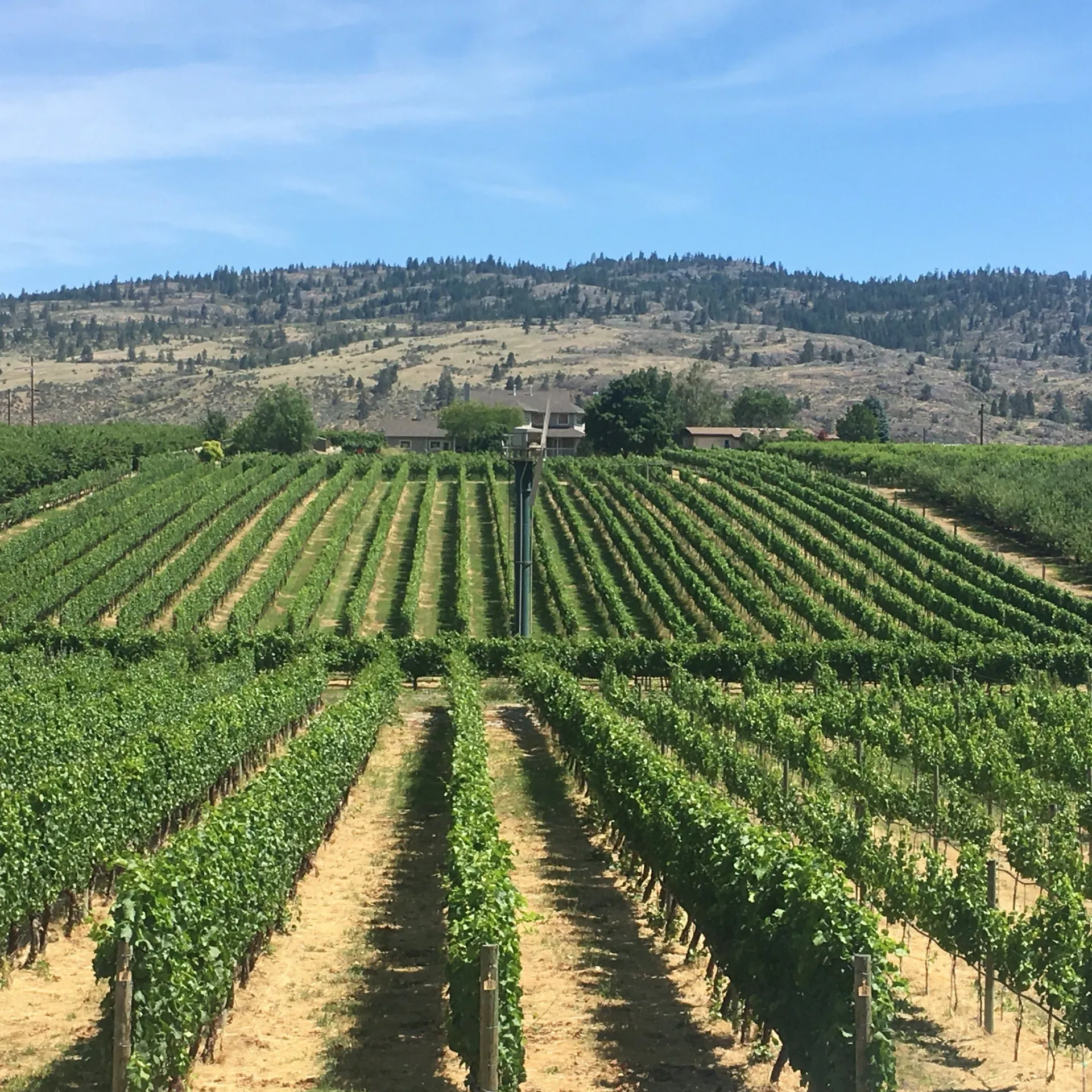Rows of vines in a vineyard with mountains in the background