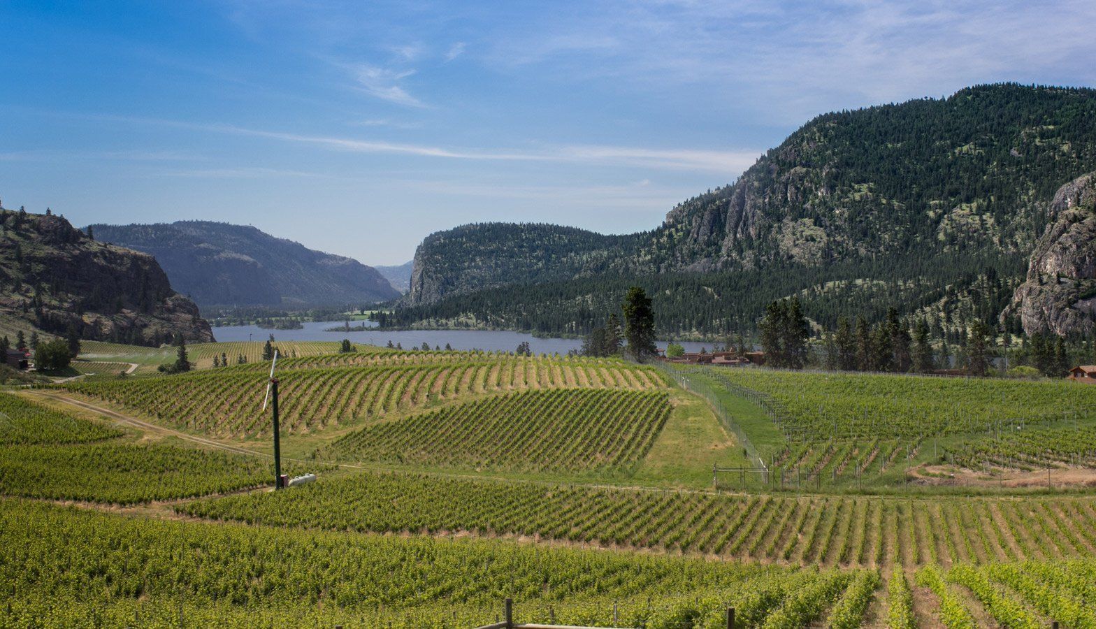 A view of a vineyard with mountains in the background and a lake in the foreground.