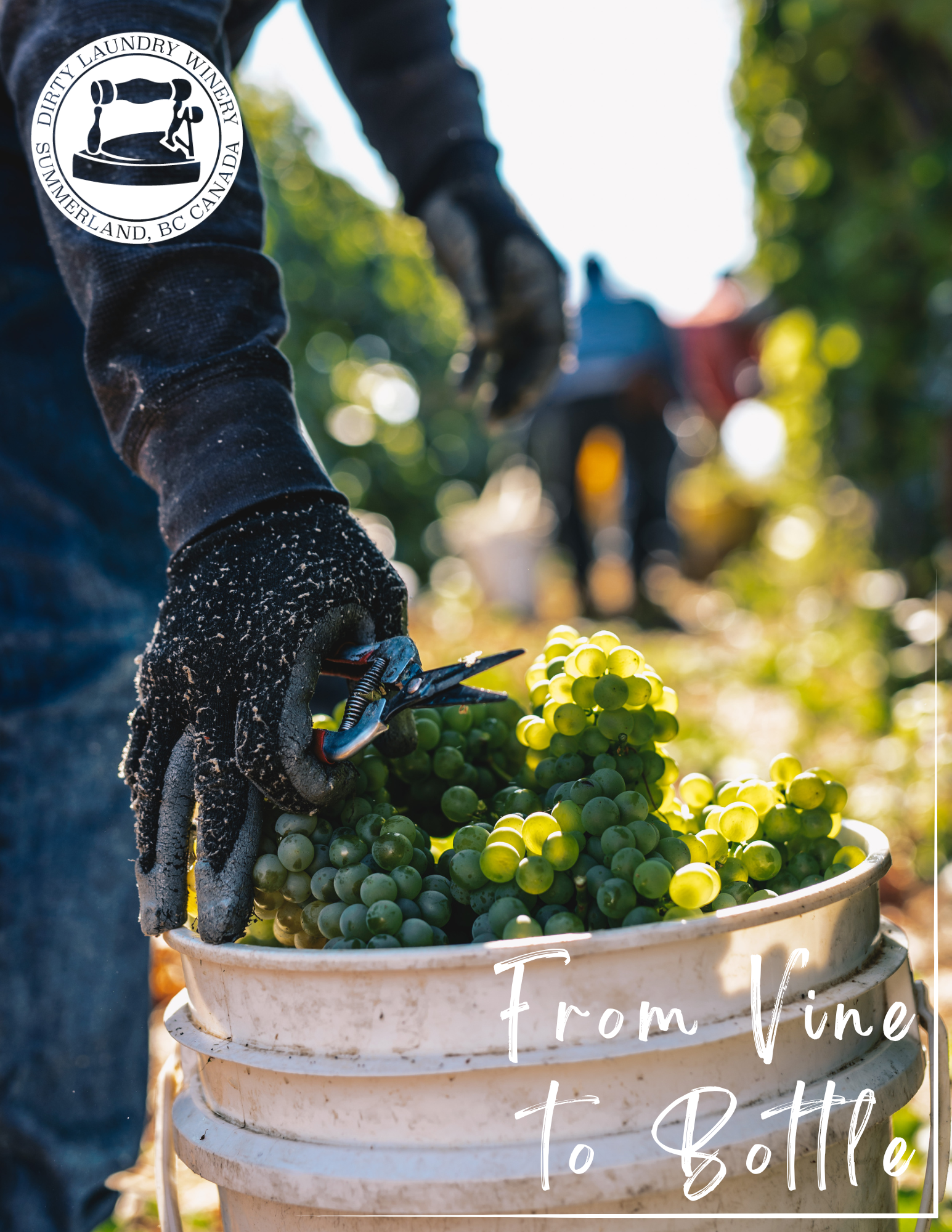 Gloved hands harvest grapes into a bucket in a vineyard. Text: From Vine to Bottle.