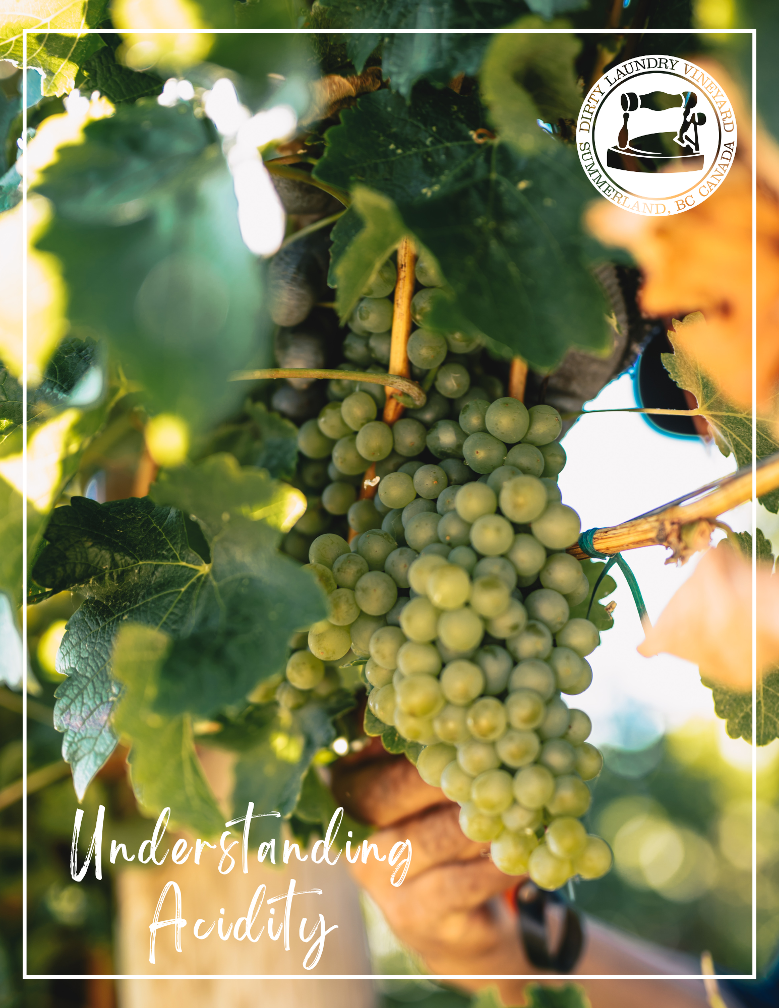 A person is picking grapes from a vine.