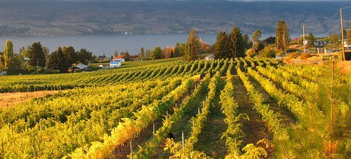 A lush green vineyard with a lake in the background