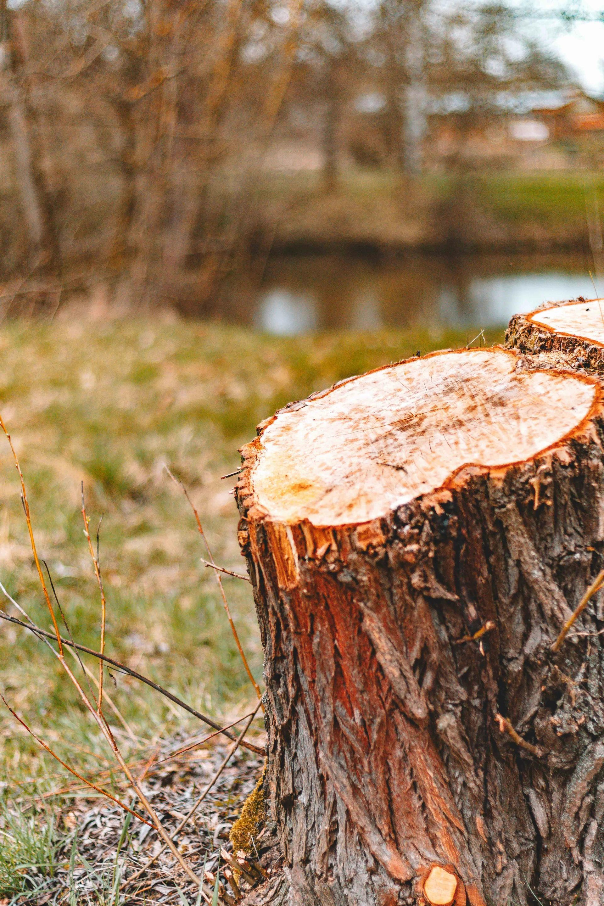 Tree stump in a field, with a body of water in the background.