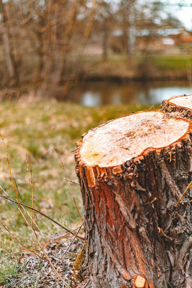 Tree stump in a grassy field, with a blurred pond and trees in the background.