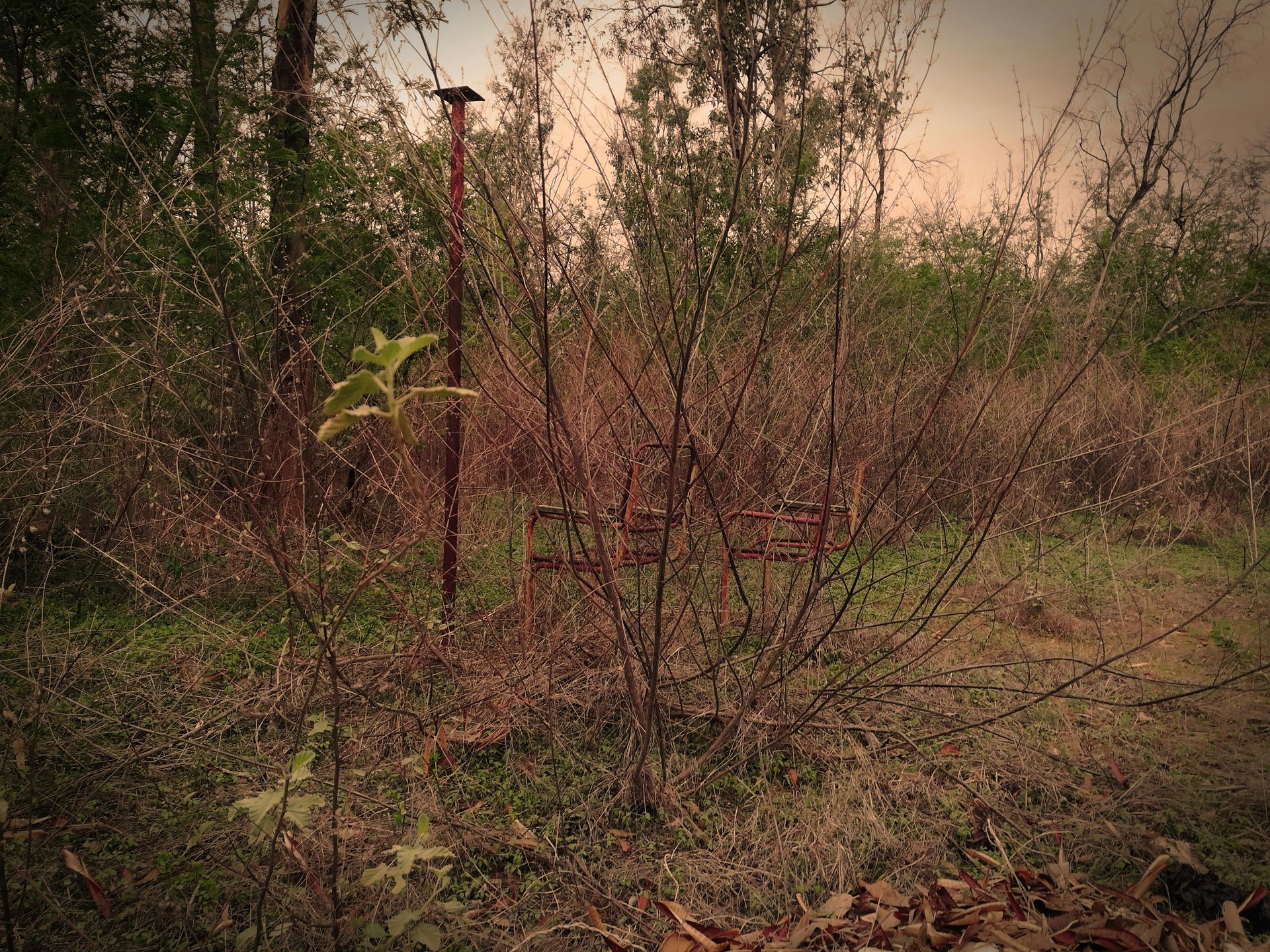 Sparse young trees and brush in a dry field at sunset
