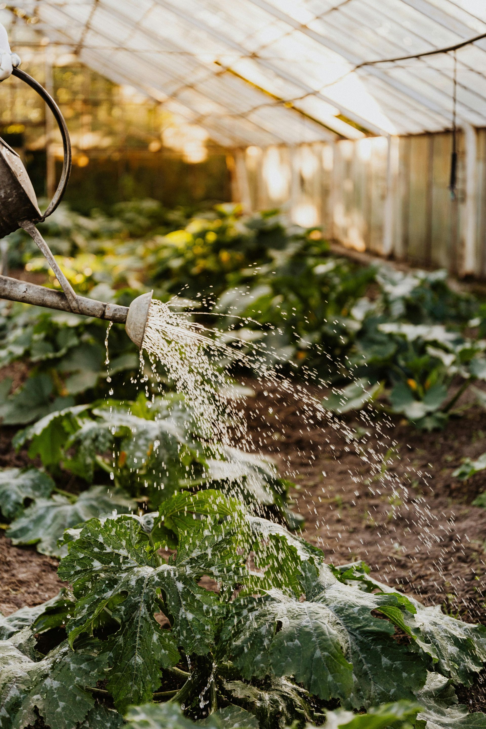 Sprinkler system leak wasting water in residential garden in Castle Rock, CO.