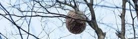 Une ruche est suspendue à une branche d'arbre.