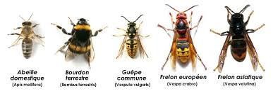 Il existe de nombreux types différents d'abeilles et de guêpes.