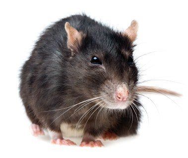 Un rat gris foncé, au nez et aux pattes clairs, se détache sur un fond blanc uni.