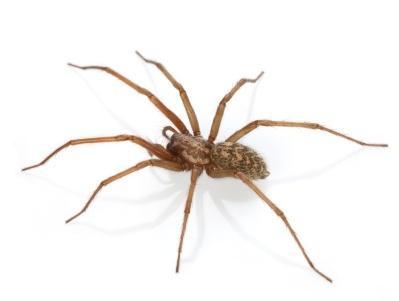 Une araignée domestique brune aux longues pattes fines et à l'abdomen à motifs, vue de dessus sur fond blanc.