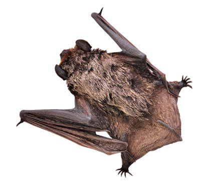 Une chauve-souris brune suspendue la tête en bas, les ailes partiellement déployées, sur un fond blanc uni.