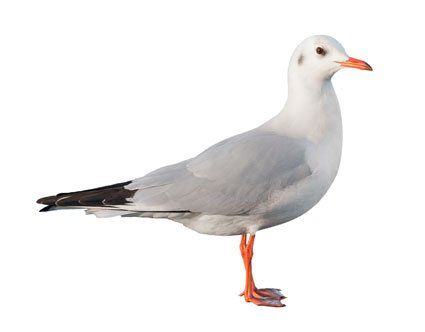 Une mouette à tête noire en plumage d'hiver, de profil, avec des plumes blanches, des ailes grises et des pattes orange.