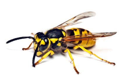 Une guêpe jaune et noire vue en plongée sur fond blanc uni.
