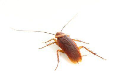 Une blatte américaine brune, vue de dessus sur fond blanc uni.