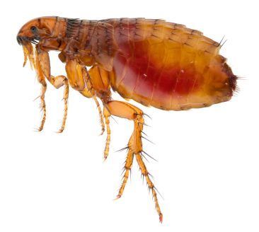Vue macro d'une puce brune sur fond blanc, mettant en évidence ses longues pattes épineuses et son corps aplati et segmenté.