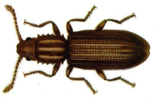 Vue de dessus d'un petit coléoptère brun et allongé, aux bords dentelés sur le thorax et aux élytres texturés.