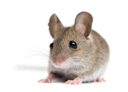 Une souris brune aux grandes oreilles et aux yeux sombres, regardant droit devant elle sur un fond blanc.