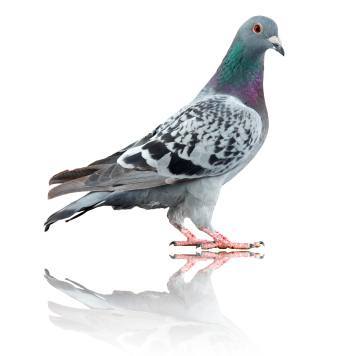 Un pigeon biset se tient sur une surface réfléchissante devant un fond blanc, arborant des plumes grises, noires et irisées au niveau du cou.