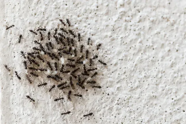 un groupe de fourmis rampent sur un mur blanc.