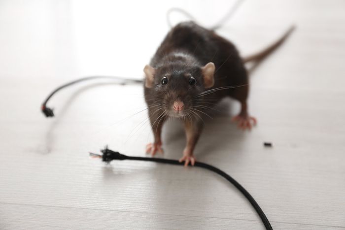 A dark brown rat standing on a light floor, looking at the camera while holding a black electrical cord with its paw.